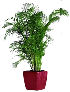 5-7 Ft. Plant rental Nashville, TN