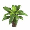 Artificial Fern Plant  rental in Dallas-Ft. Worth, TX