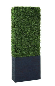 Short Boxwood Hedge rental San Francisco-Oakland-San Jose, CA
