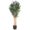 Artificial Olive Tree rental in San Francisco-Oakland-San Jose, CA