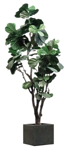 Fiddle Fig - Artificial rental Denver, CO