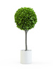 Trees rental in Baltimore, MD
