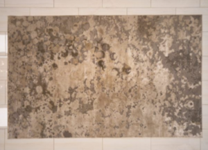 Agnes Rug rental Phoenix, AZ