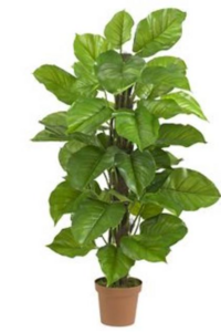 5-7 Ft. Plant rental Atlanta, GA