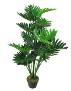 3-5 Ft. Plant rental Atlanta, GA