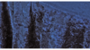 120" Navy Blue Crushed Velvet Linen rental in Houston, TX