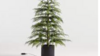 Lighted Spruce Tree  rental in Denver, CO
