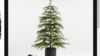 Lighted Spruce Tree  rental in Denver, CO