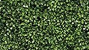 Greenery Wall 4 by 8 Backdrop rental Denver, CO