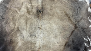 5x8 Black and White Cow Hide Rug rental Denver, CO