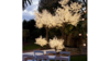 Illuminated Tree rental in Denver, CO