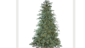 Colorado Blue Spruce Christmas Tree  rental Denver, CO