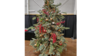 Colorado Blue Spruce Christmas Tree  rental in Denver, CO