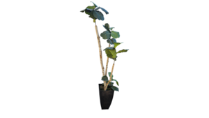 Tall Fiddle Leaf Fig – 6ft Artificial Tree in T... rental Denver, CO
