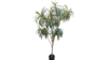Tropical Dracaena Palm – 6ft Artificial Tree rental in Denver, CO