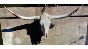 Backdrop Head and Horns rental Fresno-Armona, CA