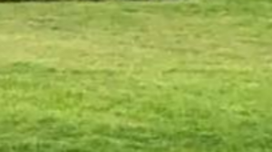 Canopy Astro Turf 12 x 40 rental Fresno-Armona, CA