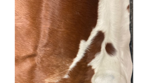 Decor - Full Size Cow Hide rental Fresno-Armona, CA