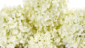 32' Silk Hydrangea Table Runner rental N. Virginia-DC, VA