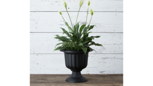 Columns Black Large Urns Pair rental Fresno-Armona, CA