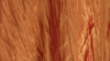 Crinkle Taffeta - Fire Orange 230 - 132 Rnd rental in San Antonio, TX