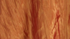 Crinkle Taffeta - Fire Orange 230 - 8 x 108 (Sash) rental in San Antonio, TX