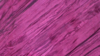 Crinkle Taffeta - Magenta 646 - 132 Rnd rental in San Antonio, TX