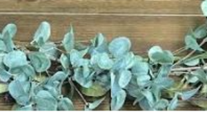 4 Ft Greenery rental Fort Collins-Loveland, CO