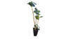 Tall Fiddle Leaf Fig – 6ft Artificial Tree in T... rental in Fort Collins-Loveland, CO