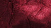 Crush Bichon - Burgundy 628 - 120 Rnd rental in San Antonio, TX