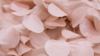 Petal Taffeta - Blush - 90x90 rental in San Antonio, TX