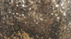 Glitz Sequin - Glamour Gold - 108x132 rental in San Antonio, TX
