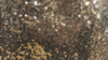 Glitz Sequin - Glamour Gold - 120x120 rental in San Antonio, TX