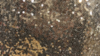 Glitz Sequin - Glamour Gold - 132 Rnd rental in San Antonio, TX