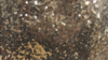 Glitz Sequin - Glamour Gold - 132x132 rental in San Antonio, TX