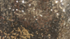 Glitz Sequin - Glamour Gold - 18 x 120 (Runner) rental in San Antonio, TX
