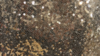 Glitz Sequin - Glamour Gold - 54x54 rental in San Antonio, TX