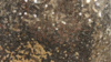 Glitz Sequin - Glamour Gold - 85x85 rental in San Antonio, TX