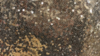 Glitz Sequin - Glamour Gold - 96 Rnd rental in San Antonio, TX
