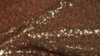 Matte Sequin - Copper - 132x132 rental in San Antonio, TX