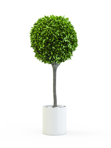Trees rental in Austin, TX