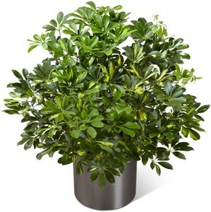 1-3 Ft. Plant rental in Austin, TX