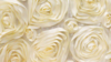 Rosette - Ivory - 108x156 rental in San Antonio, TX