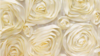Rosette - Ivory - 8 x 108 (Sash) rental in San Antonio, TX