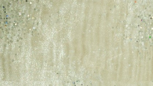 Sparkle Organza - Ivory 128 - 90x132 rental San Antonio, TX