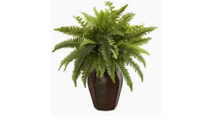 Potted Plant - White or Brown Pot, Green Leafed... rental San Antonio, TX