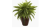 Potted Plant - White or Brown Pot, Green Leafed... rental in San Antonio, TX