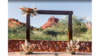 Wood Arch rental in Phoenix, AZ