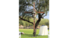 Wood Cross (12 ft) rental in Phoenix, AZ