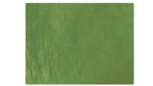Cushion - Apple Green rental Miami-Ft. Lauderdale, FL
